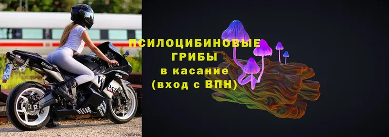 Псилоцибиновые грибы Psilocybe  Инта 